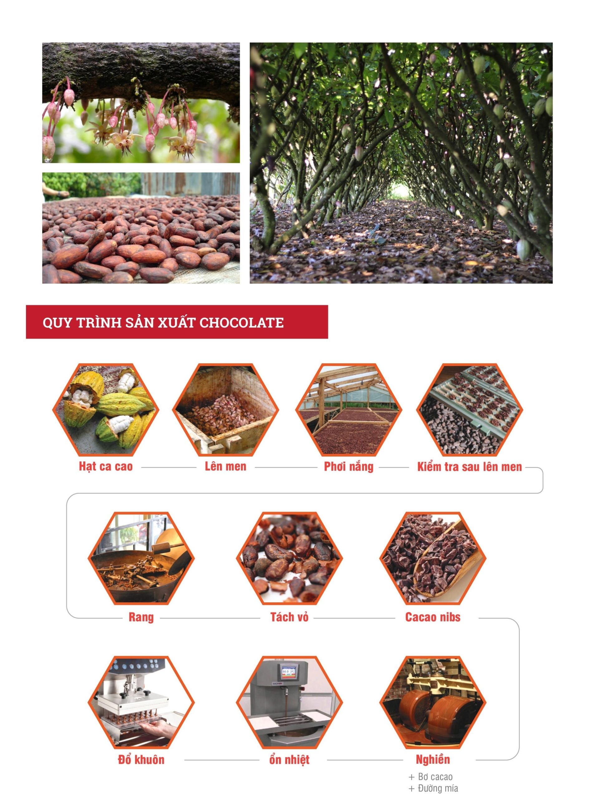 Câu chuyện về Hạt cacao