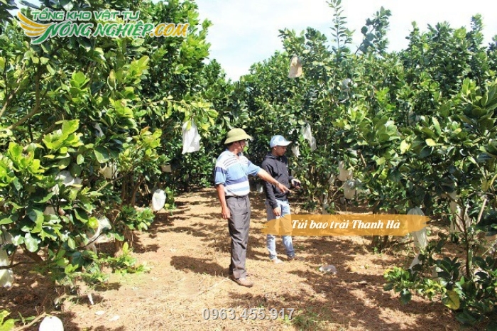Túi bọc trái được dùng phổ biến trong nhiều nhà vườn trồng bưởi