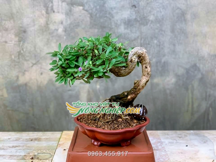 Sản phẩm được dùng để trồng bonsai và cây cảnh