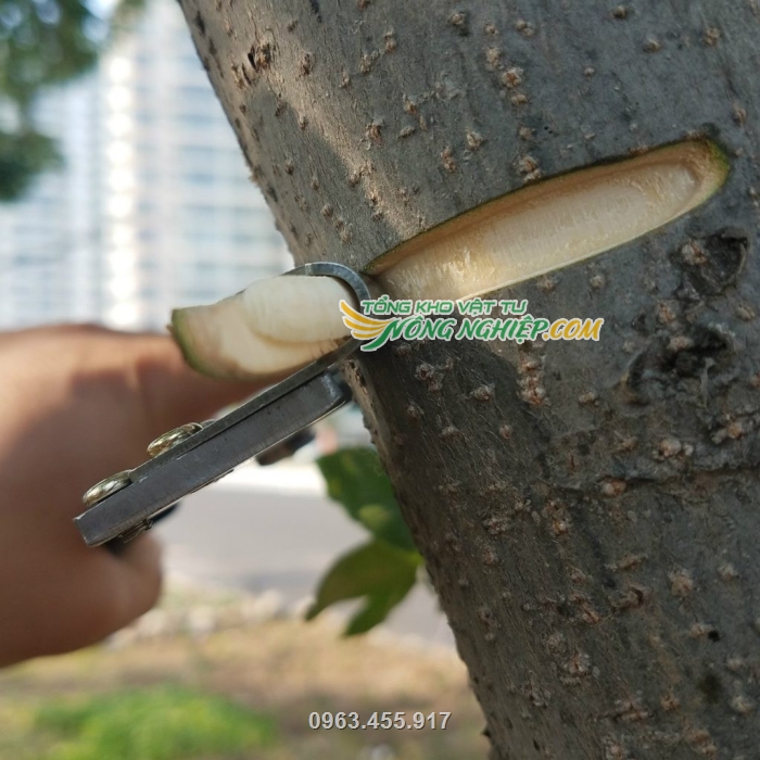 Khoanh vỏ cây giúp điều tiết sinh trưởng cho cây