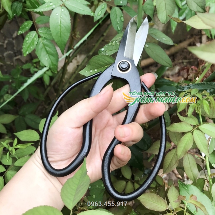 Chuyên dùng để cắt tỉa các phần thừa của cây bonsai như tỉa chi, nụ, lá, cành cây