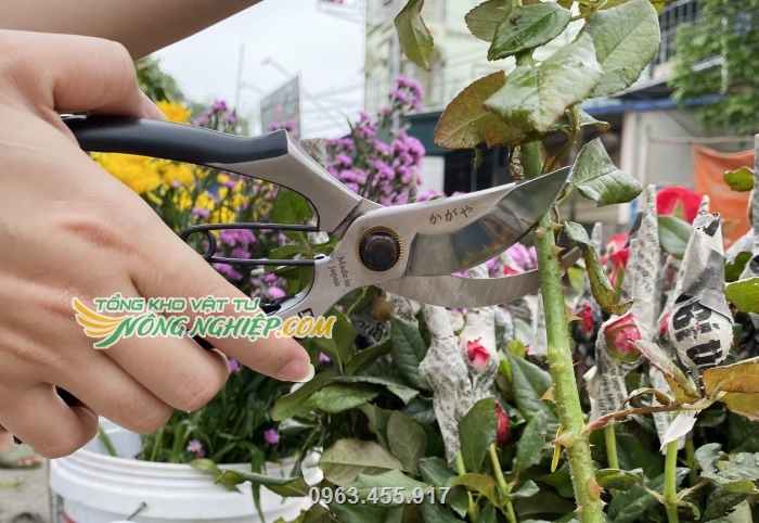 Sử dụng kéo giúp cắt tỉa cây cảnh, tỉa cành bonsai, thu hoạch trái dễ dàng