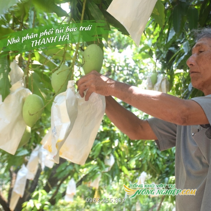 Túi giấy sáp được dùng phổ biến trong nhiều nhà vườn trồng xoài