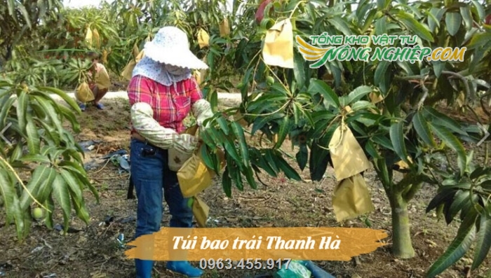 Túi giấy bọc trái được dùng phổ biến trong nhiều nhà vườn trồng xoài