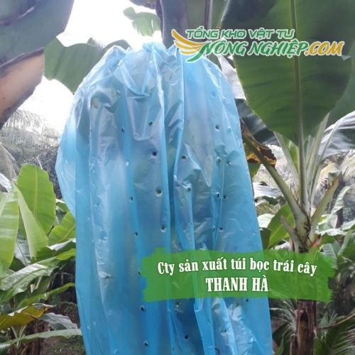 Túi bọc trái cây Thanh Hà chất liệu nilon xanh bao cho chuối 70x140cm 