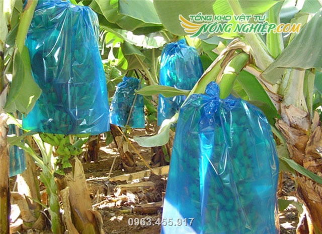 Nhiều nhà vườn đang dùng túi chuối Thanh Hà đã thu lại lợi nhuận cao