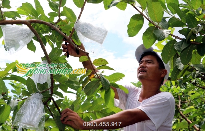 Sản phẩm được dùng để bao trái trên cây chống côn trùng châm chích